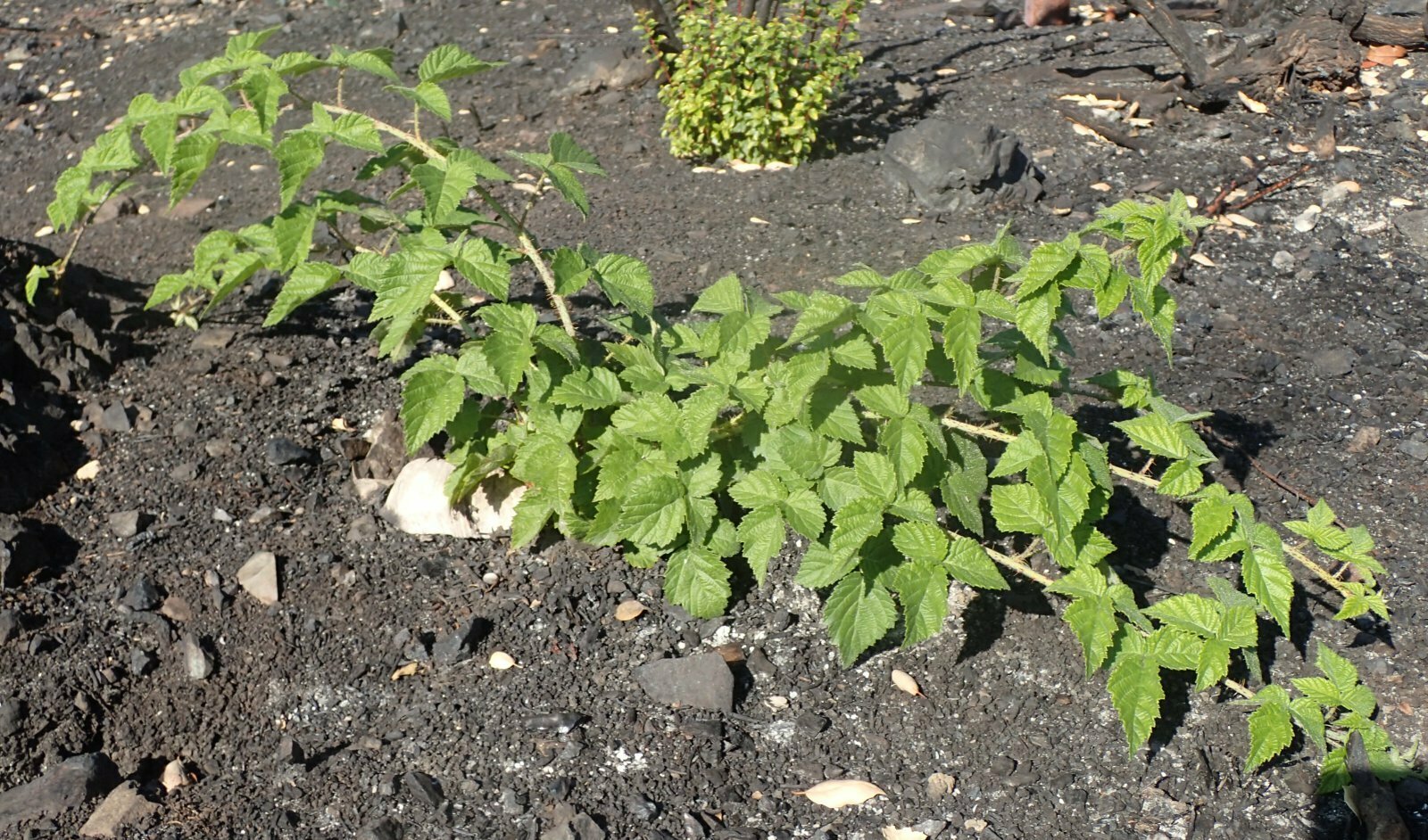High Resolution Rubus ursinus Fire recovery